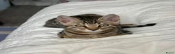 Bengal cats for sale:  Silver, Snow & brown Spotted Bengal Kittens - Advert 12