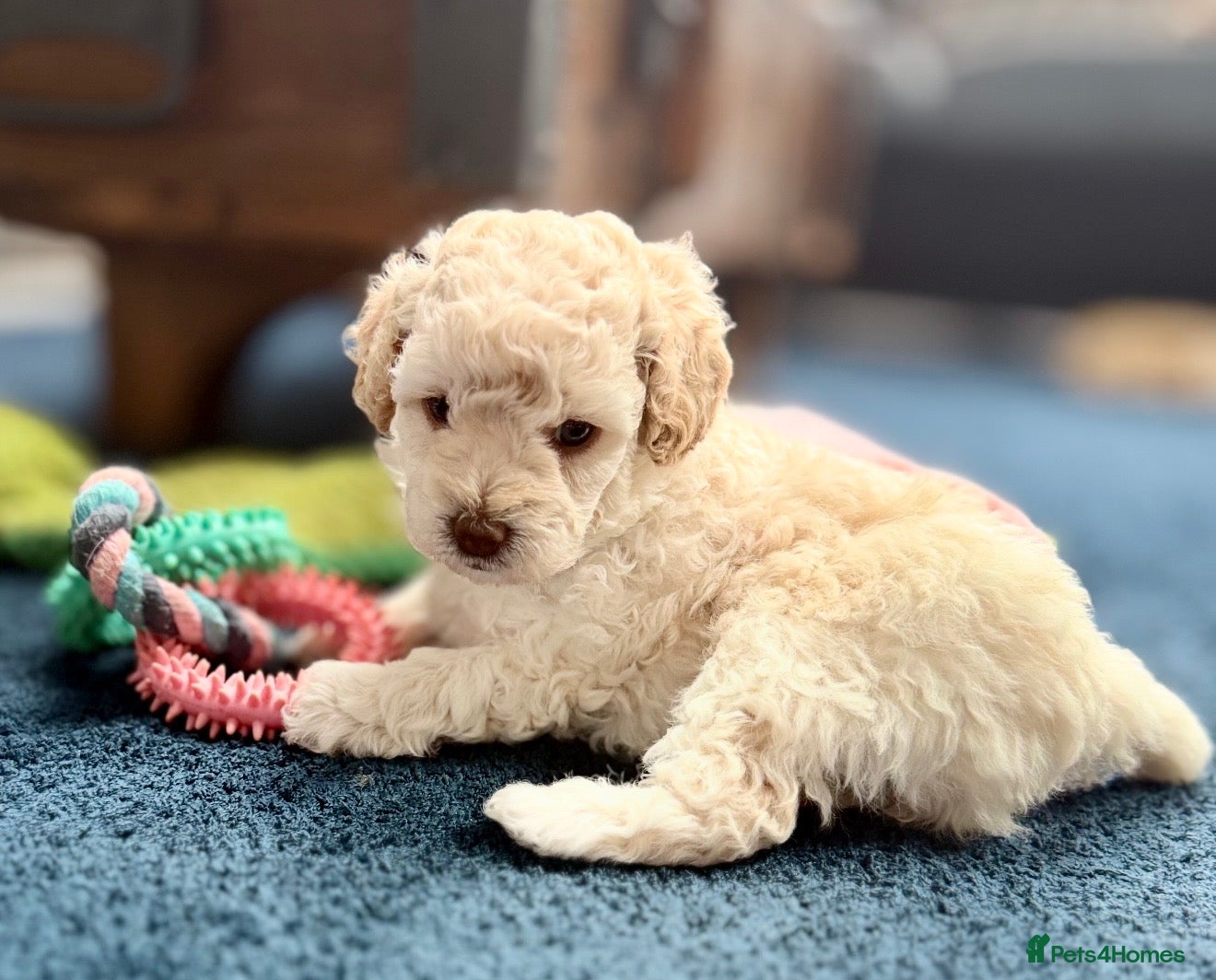 Cavapoo dogs Cavapoo Puppies – 3 Girls & 1 Boy for Loving Homes - Advert 16
