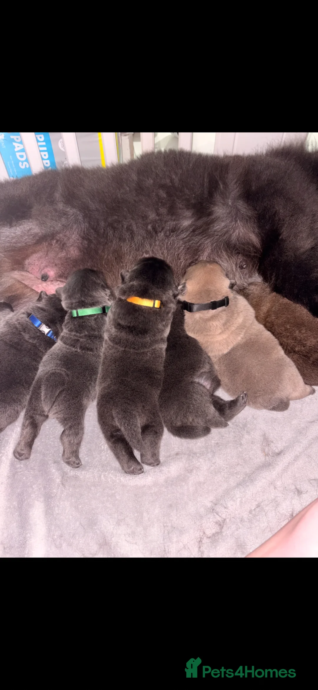 Chow Chow dogs for sale: Chow chow puppies  - Advert 13