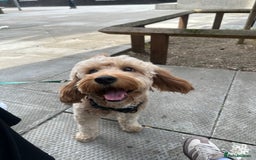 Cavapoo dogs for stud: My cavapoo Enzo is up for stud - Image 4