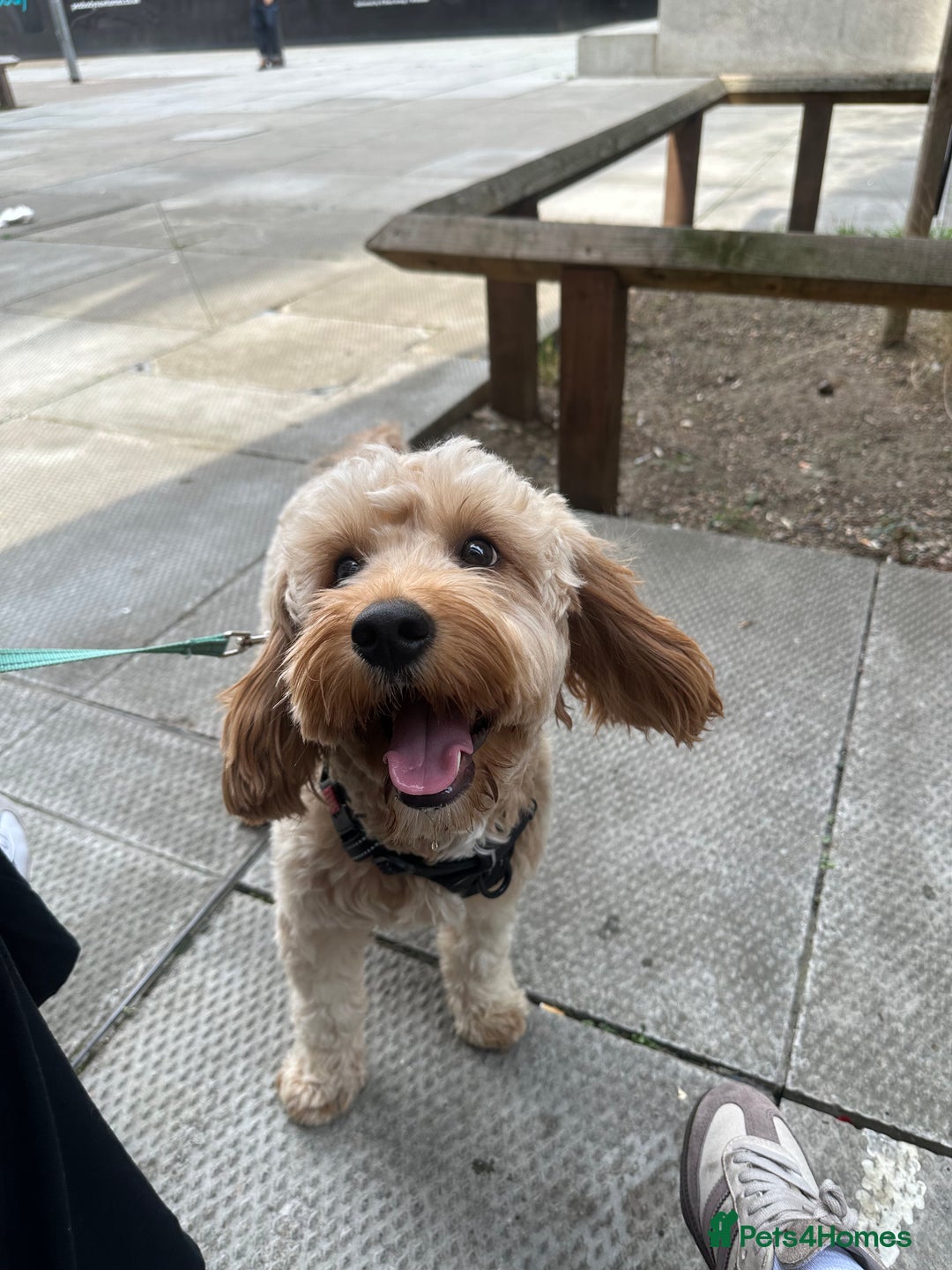 Cavapoo dogs for stud: My cavapoo Enzo is up for stud - Image 4