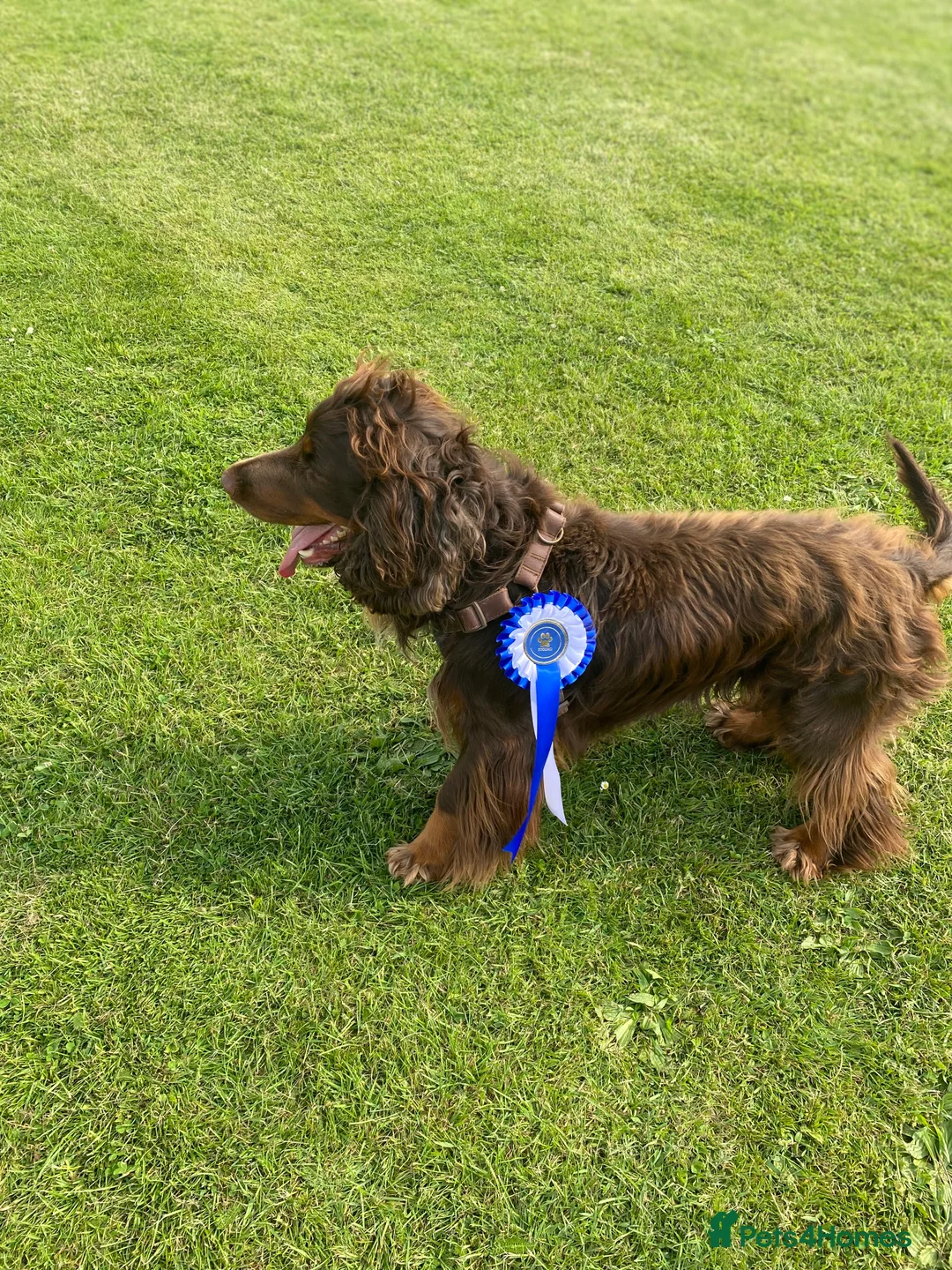 Sprocker dogs for stud: PROVEN SPROCKER SPANIEL - Advert 4