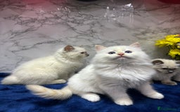 Ragdoll cats for sale: TICA Registered Magnificent Ragdoll kittens  - Image 3