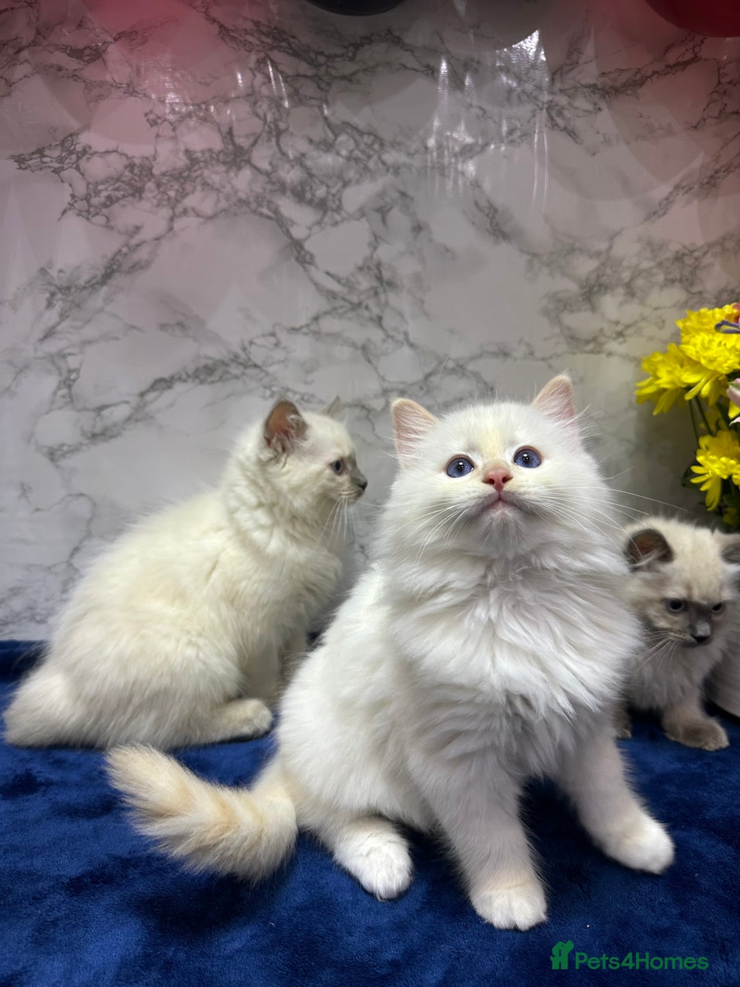 Ragdoll cats for sale: TICA Registered Magnificent Ragdoll kittens  - Image 3