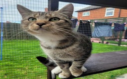 Mixed Breed cats for adoption: LOCKY  - Image 6