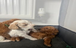 Mixed Breed dogs for sale: Cockapoochon Puppies.  - Image 27