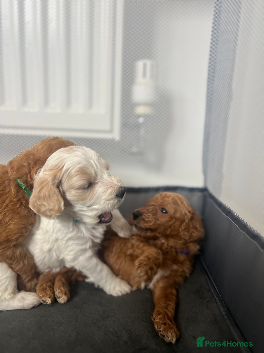 Mixed Breed dogs for sale: Cockapoochon Puppies.  - Image 27