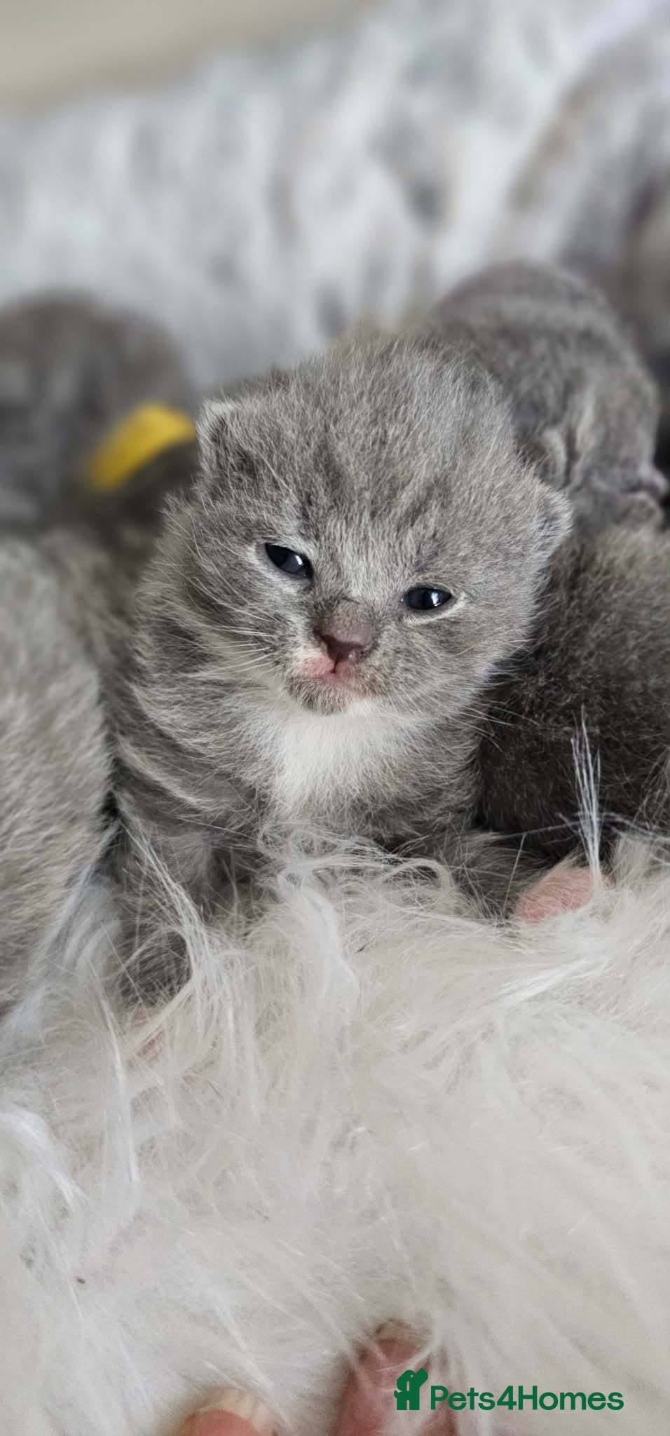 British Shorthair cats High Quality British Shorthair Kittens GCCF - Advert 2