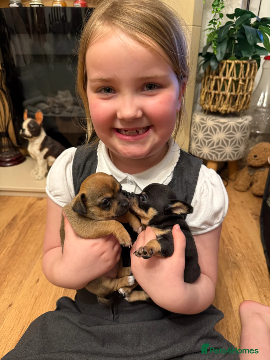 Chihuahua dogs for sale: 2 adorable little chihuahuas  - Advert 2
