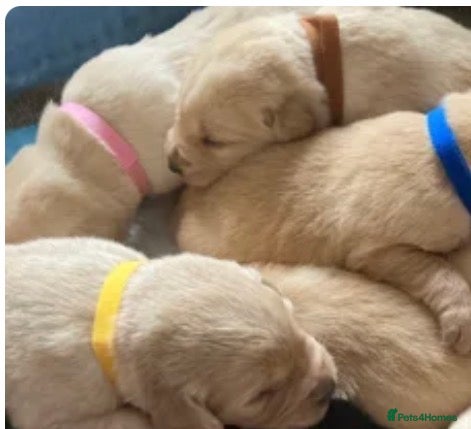 Labrador Retriever dogs Labrador PUPPIES  - Advert 15