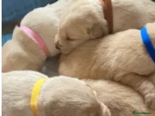 Labrador Retriever dogs Labrador PUPPIES - Advert 15