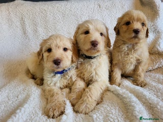 Labradoodle dogs - Advert 1