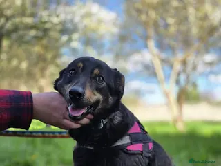 Mixed Breed dogs ❤️🐶 ROSIE – Curious, Cheerful, Always Close 🐶❤️ - Advert 1