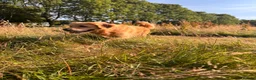 Golden Retriever dogs for sale: Male Golden Retriever (13 months old) in Newtownards - Advert 2