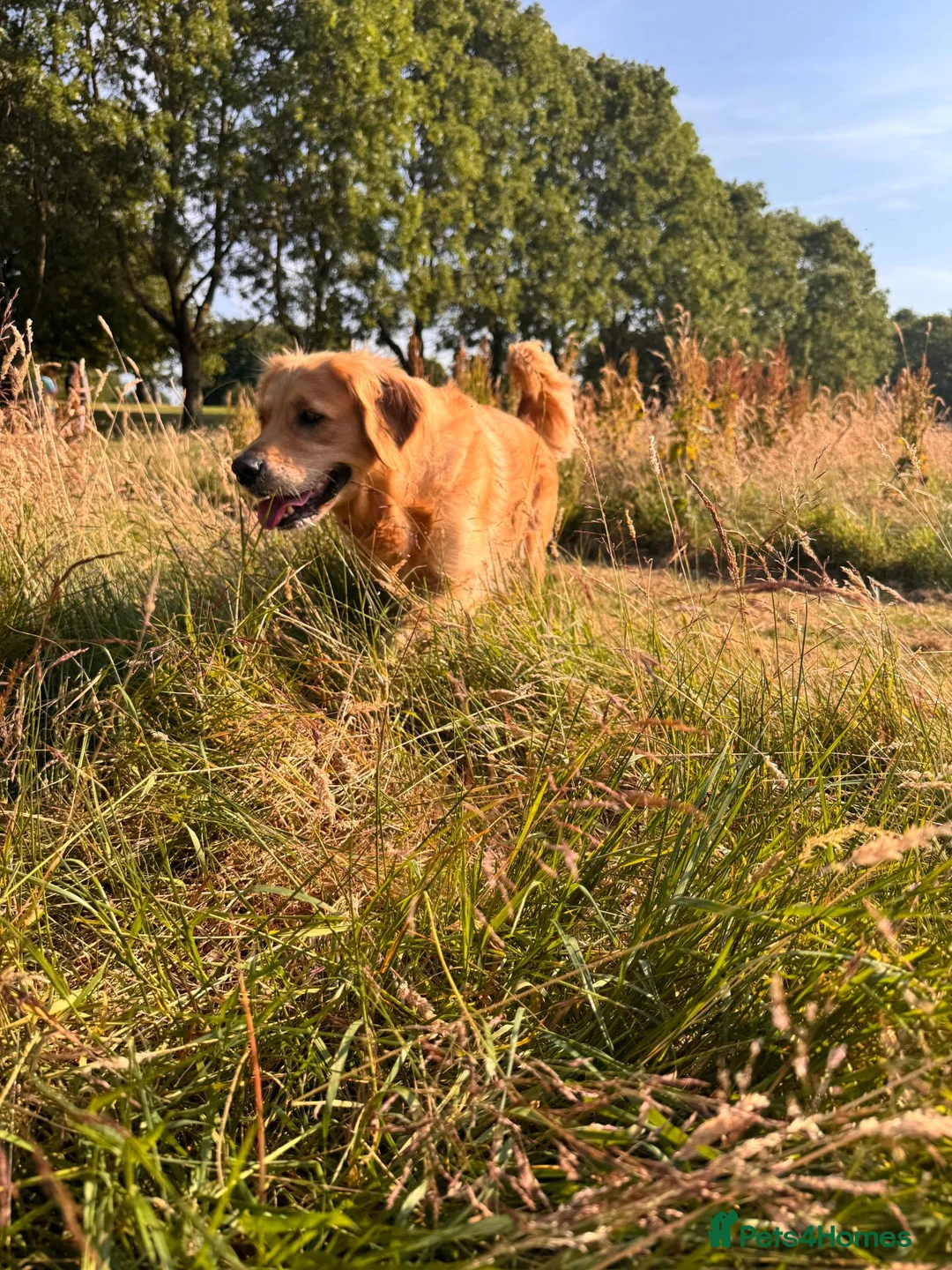 Golden Retriever dogs for sale: Male Golden Retriever (13 months old) in Newtownards - Advert 2