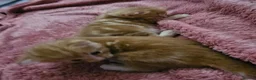 Domestic Shorthair cats for sale: 2 kittens for sale. in Sheffield - Advert 32