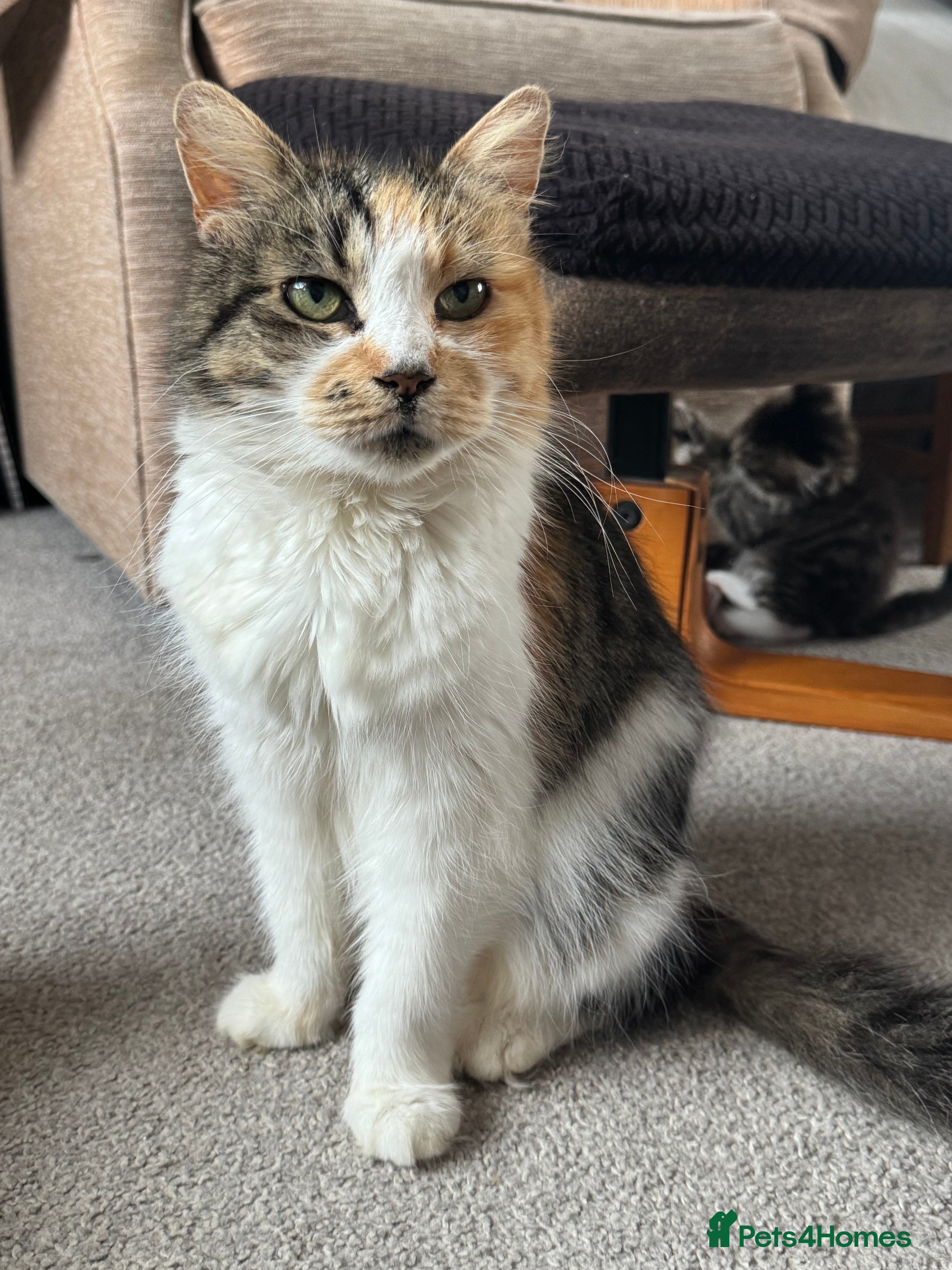 Mixed Breed cats Adorable Fluffy Kittens - Advert 1