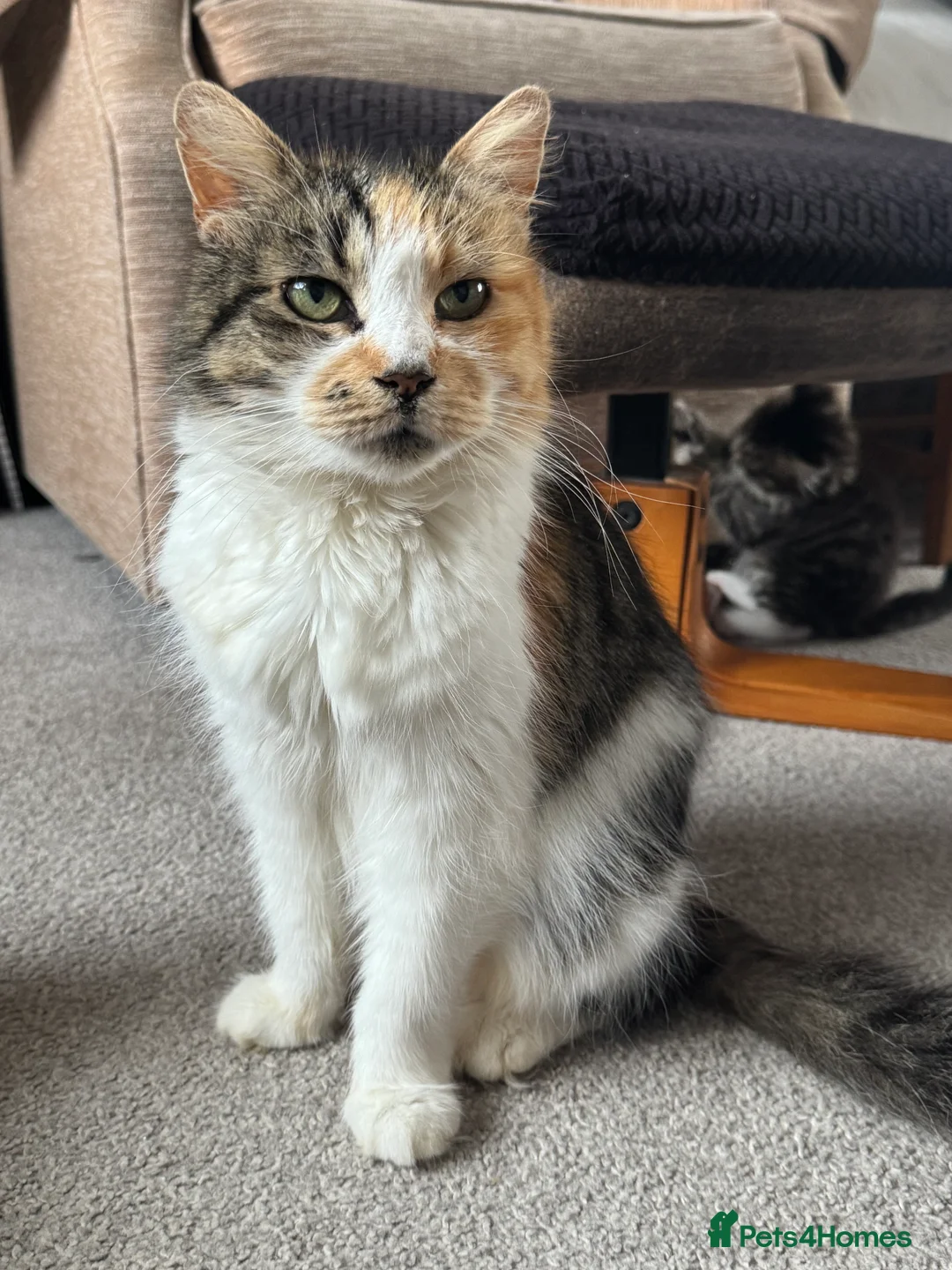 Mixed Breed cats for sale: Adorable Fluffy Kittens - Advert 1