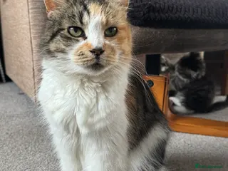 Mixed Breed cats Adorable Fluffy Kittens - Advert 1