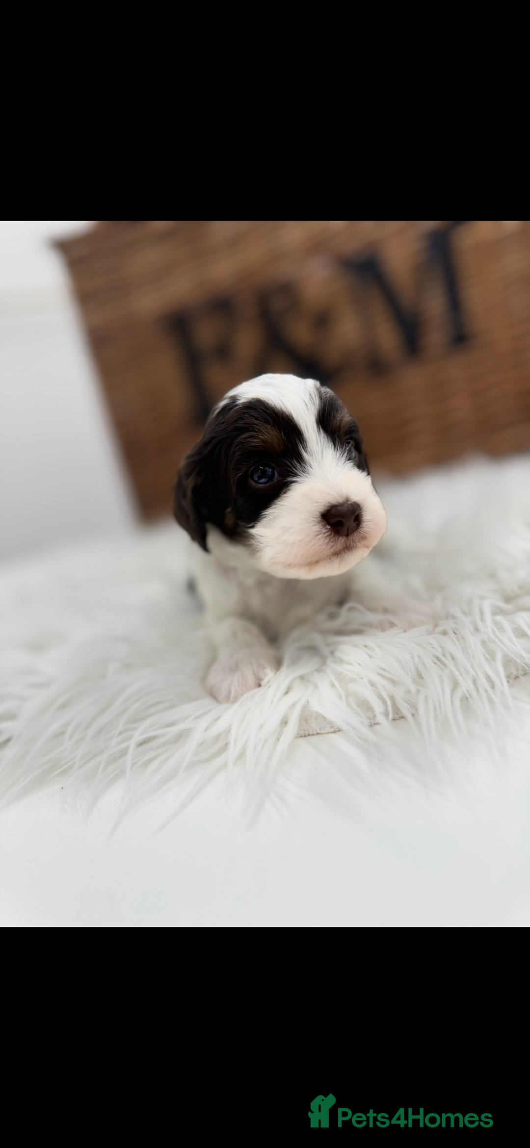 Cavapoo dogs for sale: Mini F1 Cavapoos Exstensively Health Testec  - Image 5