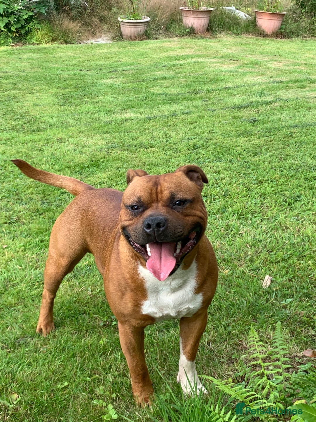 Staffordshire Bull Terrier dogs for sale: Stunning Red Staffy puppies KC top bloodlines - Image 34