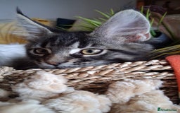 Maine Coon cats for sale: Maine Coon XL purebred active - Image 30