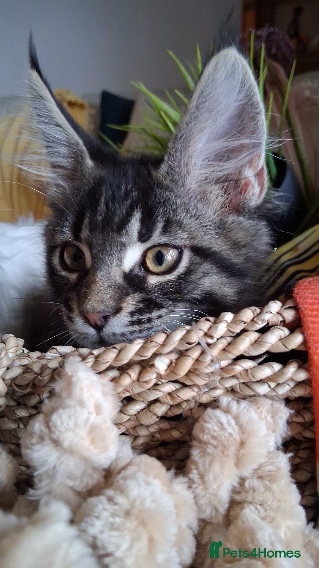 Maine Coon cats for sale: Maine Coon XL purebred active - Image 30