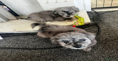 Maltipoo dogs - Advert 1