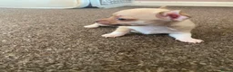 Chihuahua dogs for stud: Chihuahua stud dog only - Advert 6