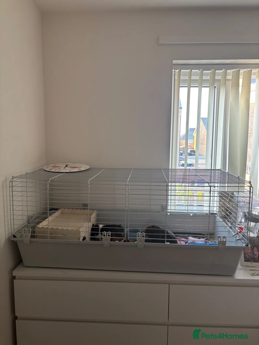 Guinea Pig rodents for sale: 2 x 4 month old guinea pigs  in Bedford - Advert 5