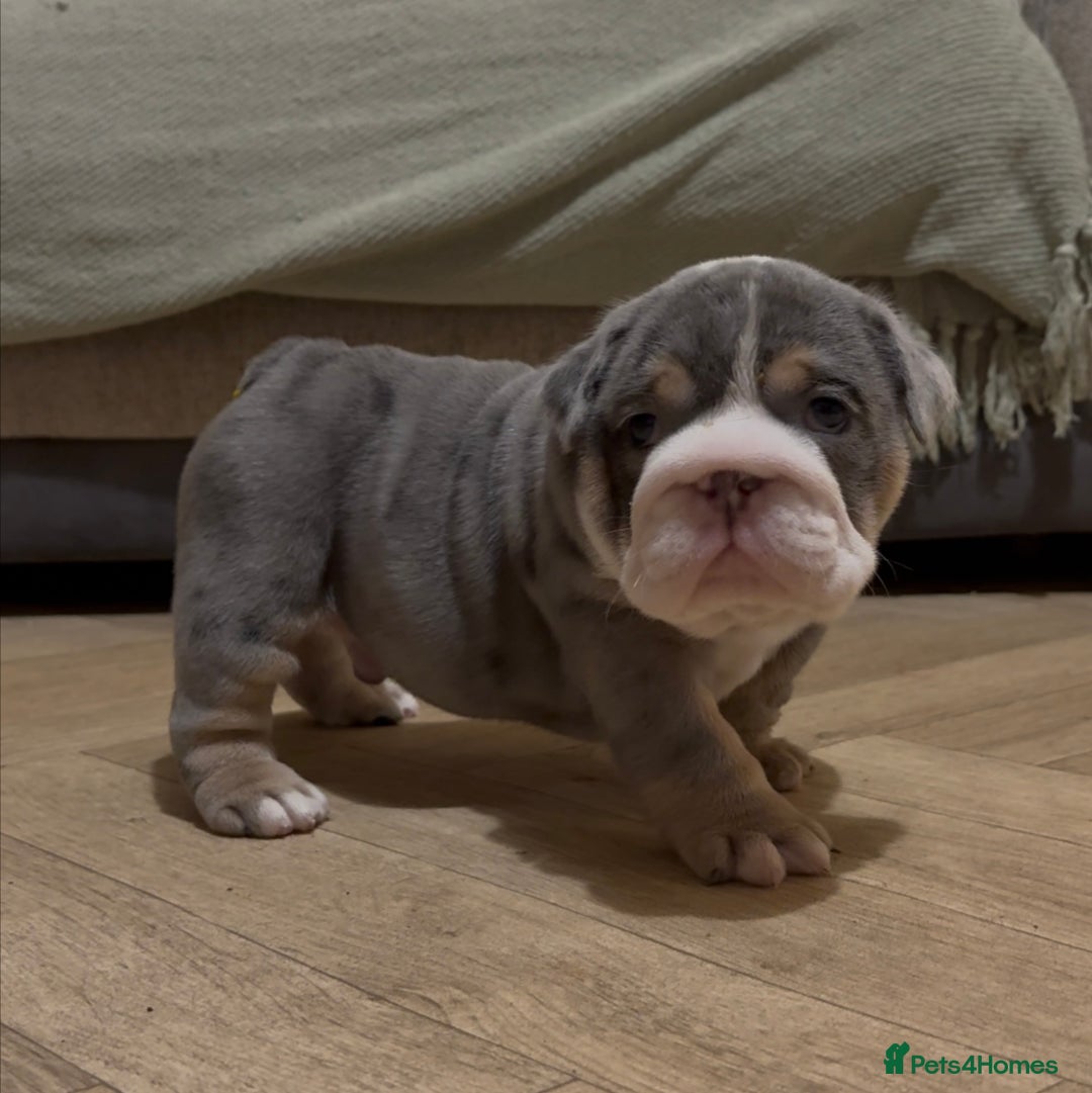 English Bulldog dogs for sale: English bulldog puppies - Advert 25