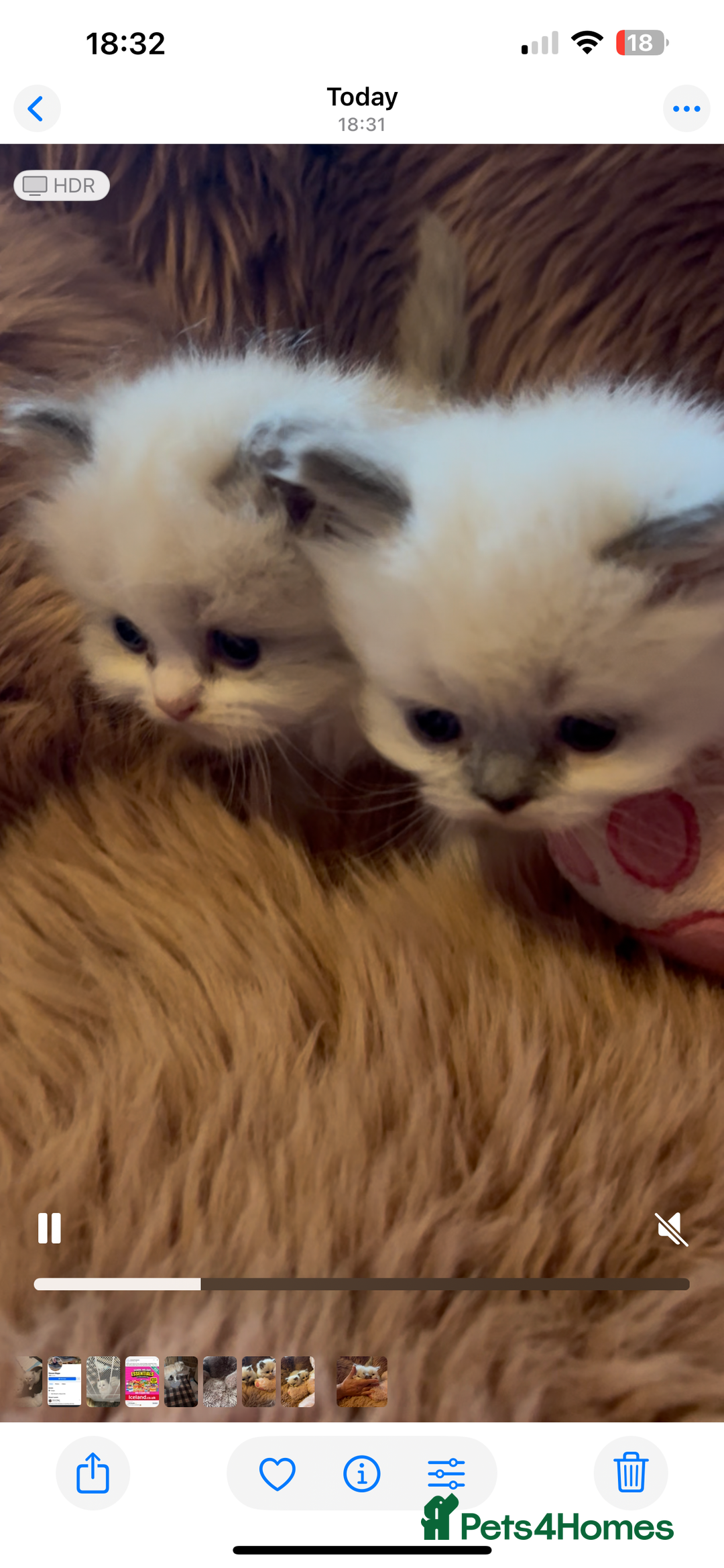 Persian cats for sale: Persian x ragdoll  - Image 8