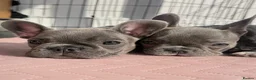 French Bulldog dogs for sale: KC registered French bulldog puppies - ready to go - Advert 5