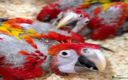 Macaws birds for sale: Scarlett macaw babies - Advert 3