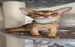 Abyssinian cats for sale: Pure Abyssinian kittens ❤️Ready to go 😍  - Image 36