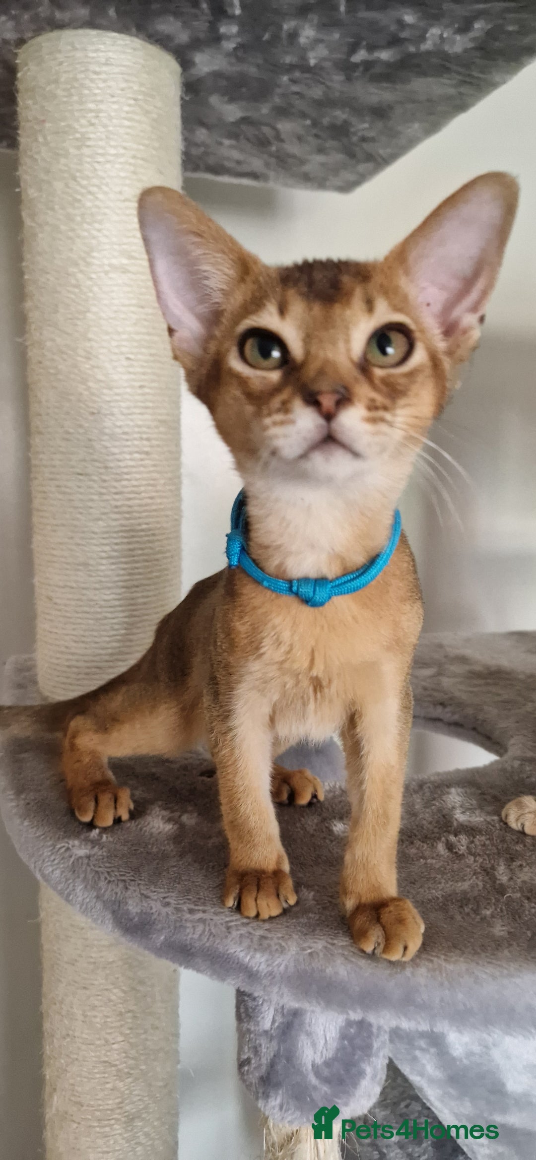 Abyssinian cats for sale: Pure Abyssinian kittens ❤️Ready to go 😍  - Image 36