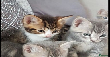 Mixed Breed cats - Advert 8