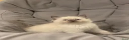 Ragdoll cats for sale: Beautiful Ragdoll Kittens - Advert 9