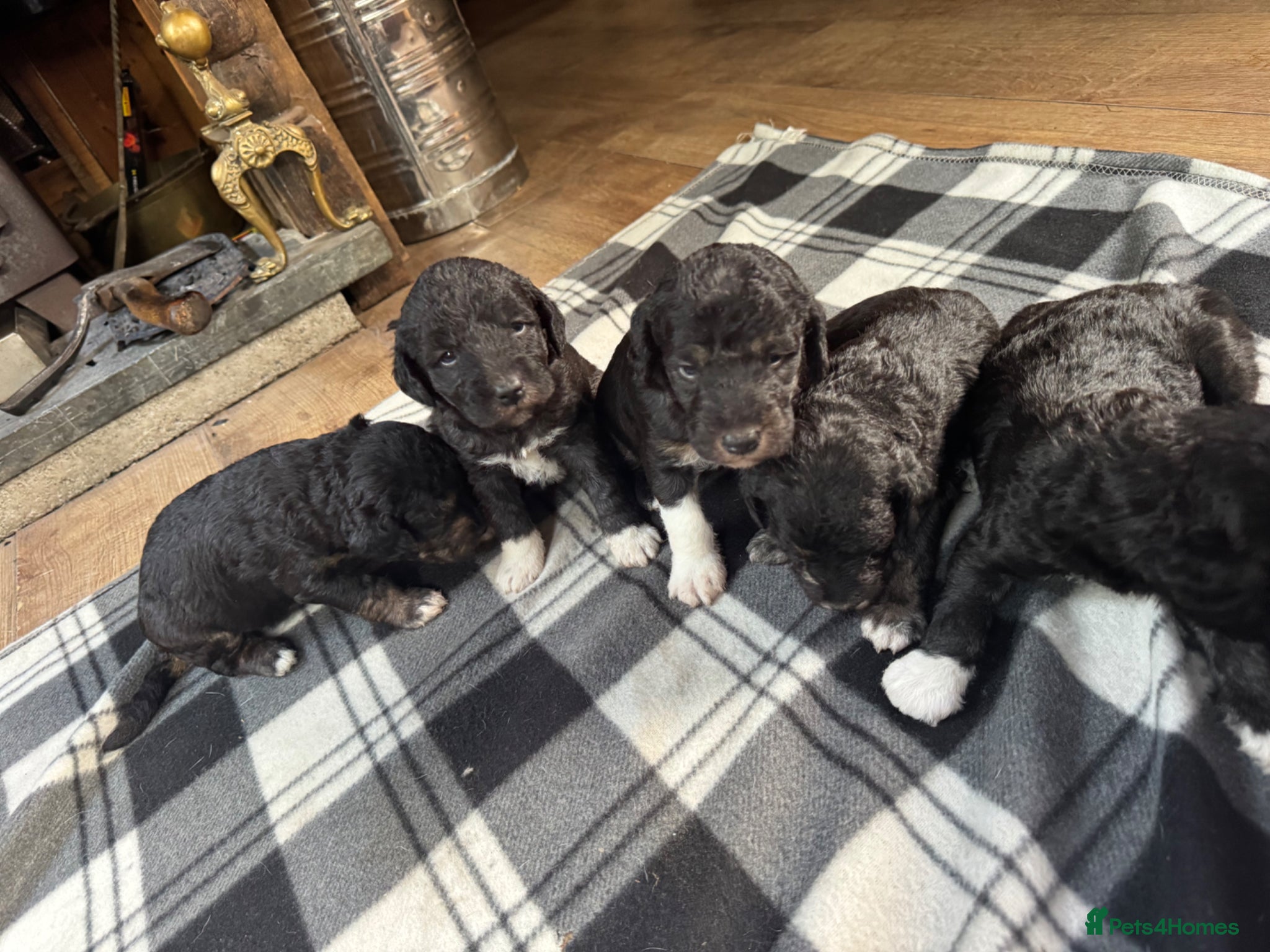 Bedlington Terrier dogs Bedlington Terrier Puppies  - Advert 1