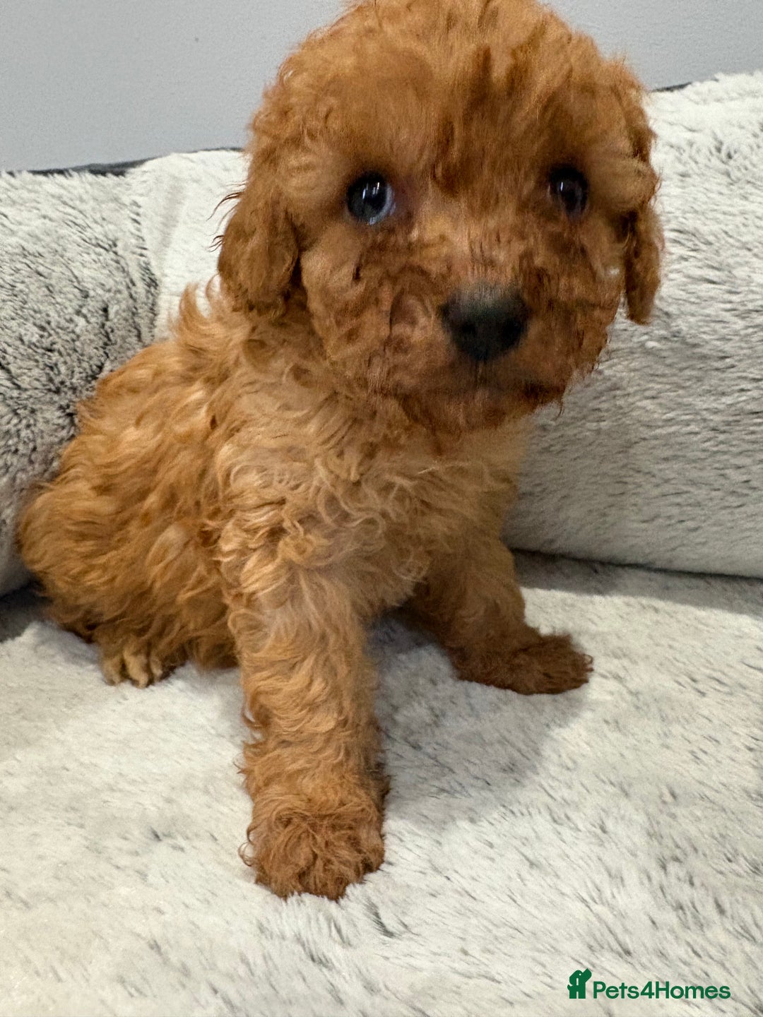 Cavapoo dogs for sale: 🐾STUNNING CAVAPOOS F1 🐾 - Advert 8