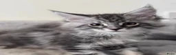Maine Coon cats for sale: Wonderful Maine Coon kittens from titled  parents - Advert 4