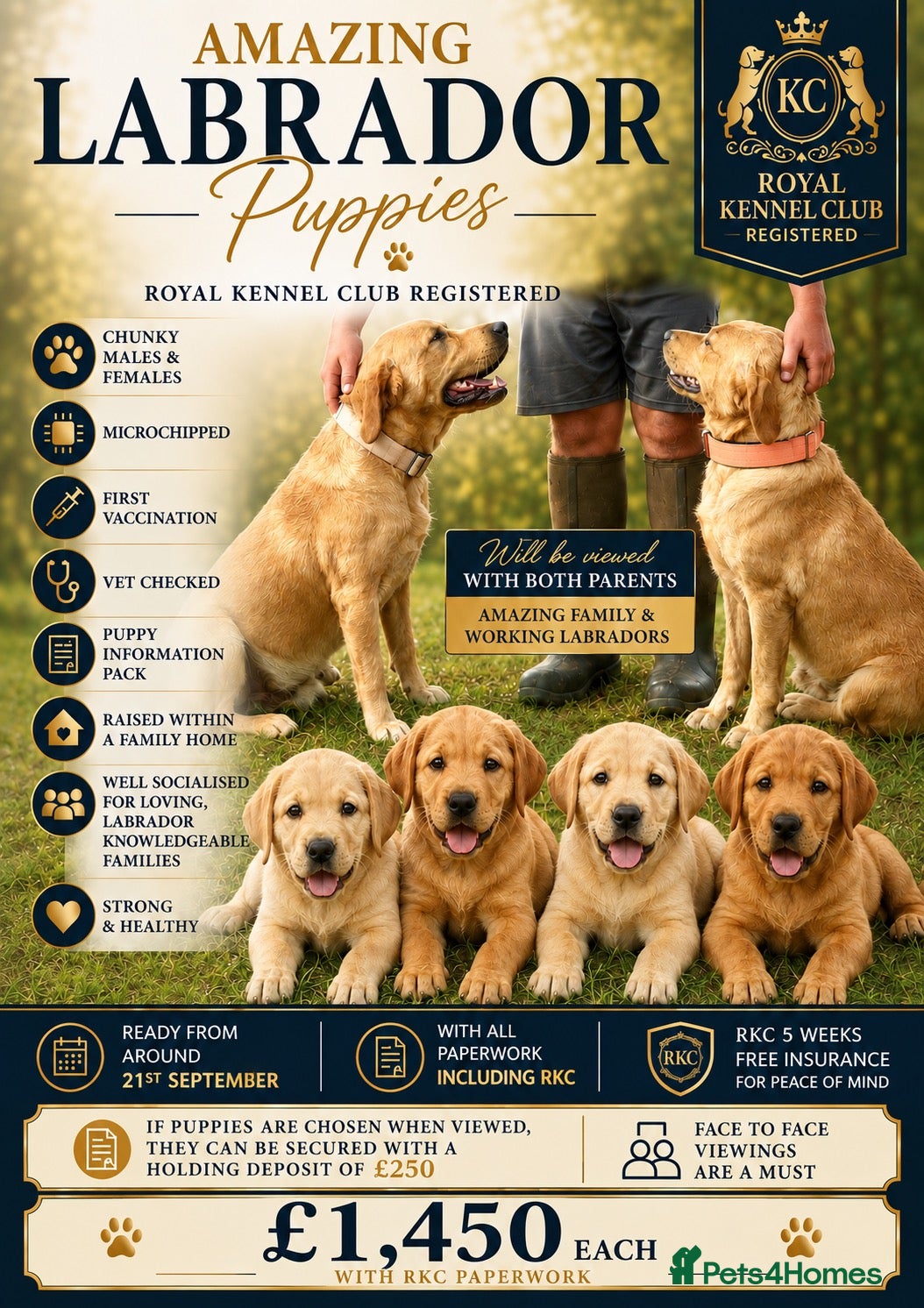 Labrador Retriever dogs RKC REG’D FOX RED, GOLDEN YELLOW CHUNKY LAB PUPS - Advert 1