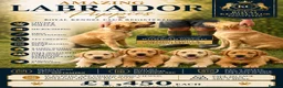 Labrador Retriever dogs for sale: RKC REG’D FOX RED, GOLDEN YELLOW CHUNKY LAB PUPS - Advert 1