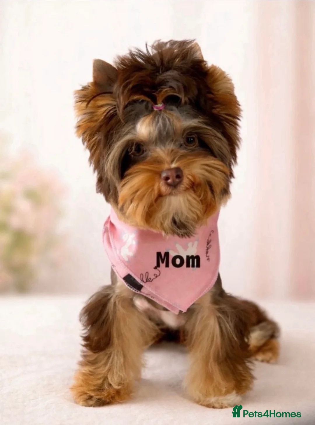 Yorkshire Terrier dogs for sale: ❣️ Beautiful Miniature Yorkshire Terrier Puppies❣️ - Advert 2