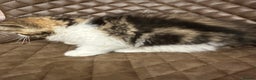 Exotic cats for sale: Brown Tabby/white exotic boy - Advert 8