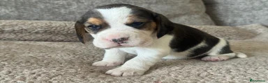 Beagle Puppy 1