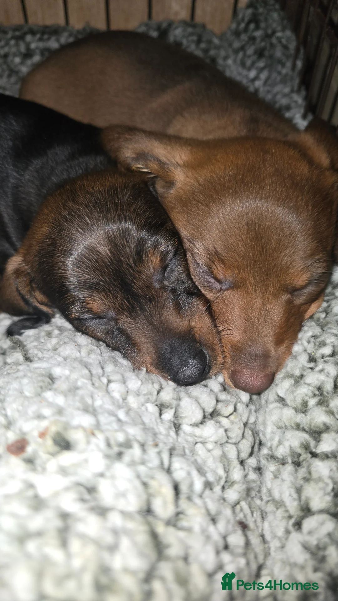 Dachshund dogs for sale: Standard wired hair puppies - Advert 2