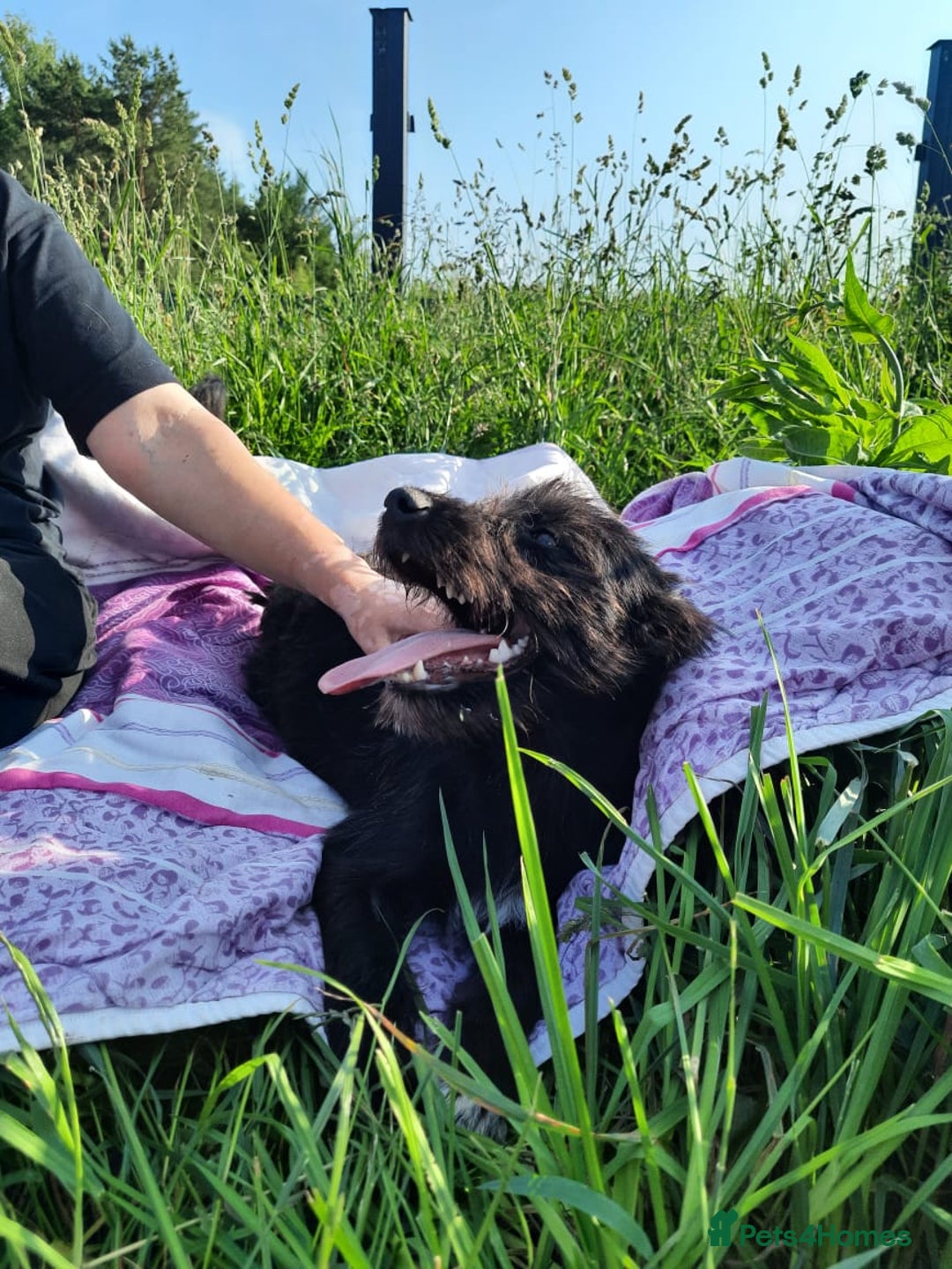 Mixed Breed dogs for adoption: 💖🐶 BUFFY 🐶💖 - Image 2