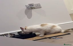 Ragdoll cats for sale: Ragdoll kittens  - Image 18