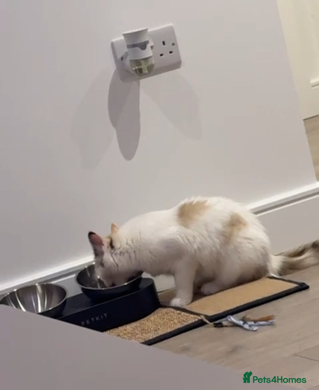 Ragdoll cats for sale: Ragdoll kittens  - Image 18